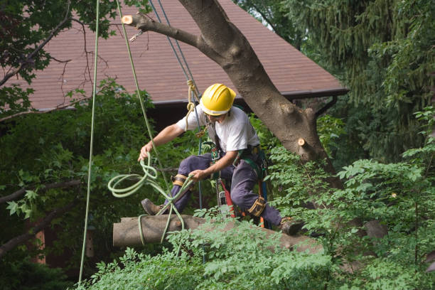 How Our Tree Care Process Works  in  Dania Beach, FL